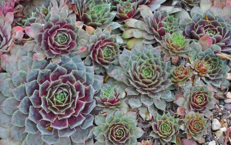 Low Growing Plants For Front Of Border Low Growing Plants For Front Of Border