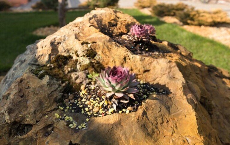 Low Growing Plants For Front Of Border Low Growing Plants For Front Of Border