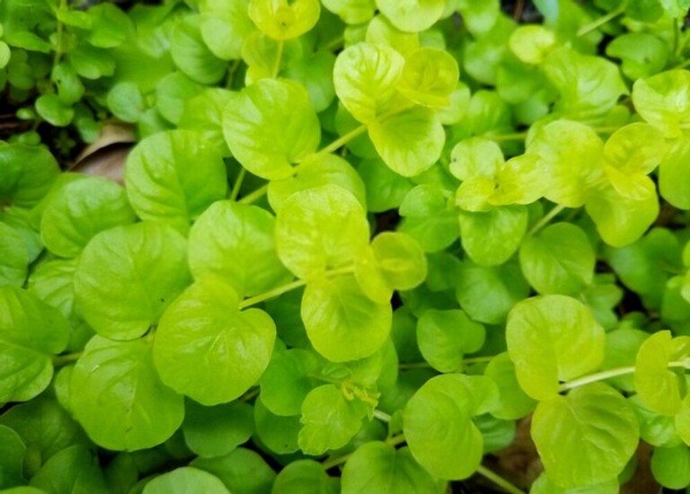 Low Growing Plants For Front Of Border Low Growing Plants For Front Of Border