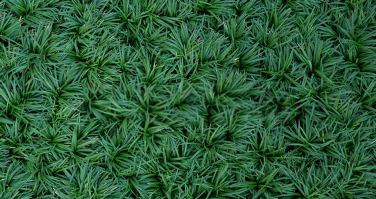 Low Growing Plants For Front Of Border Low Growing Plants For Front Of Border