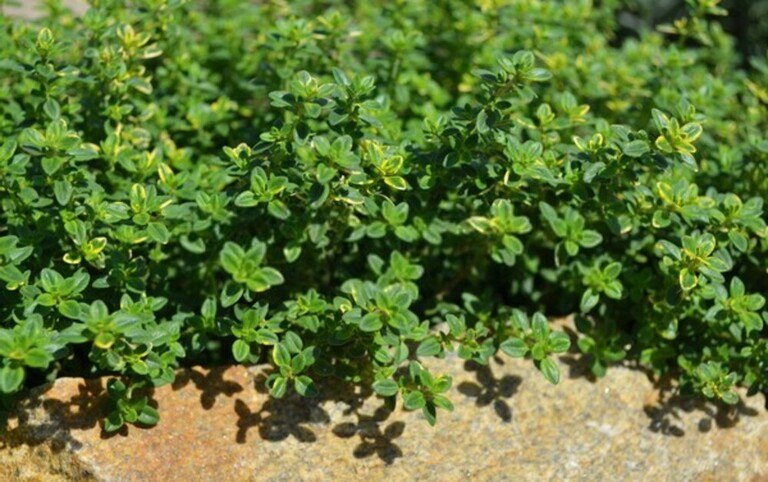 Low Growing Plants For Front Of Border Low Growing Plants For Front Of Border