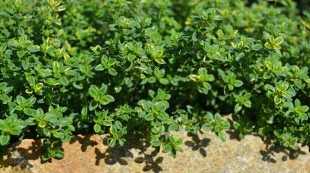 Low Growing Plants For Front Of Border