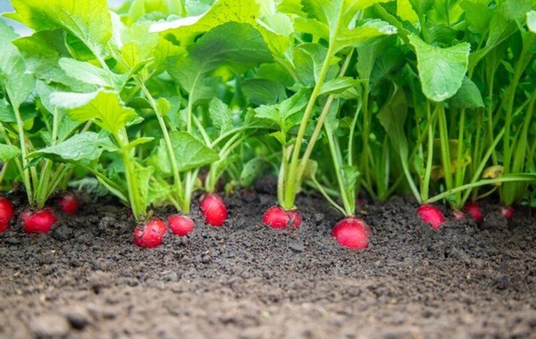 How To Tell When Fruits And Vegetables Are Ready For Harvest? How To Tell When Fruits And Vegetables Are Ready For Harvest?