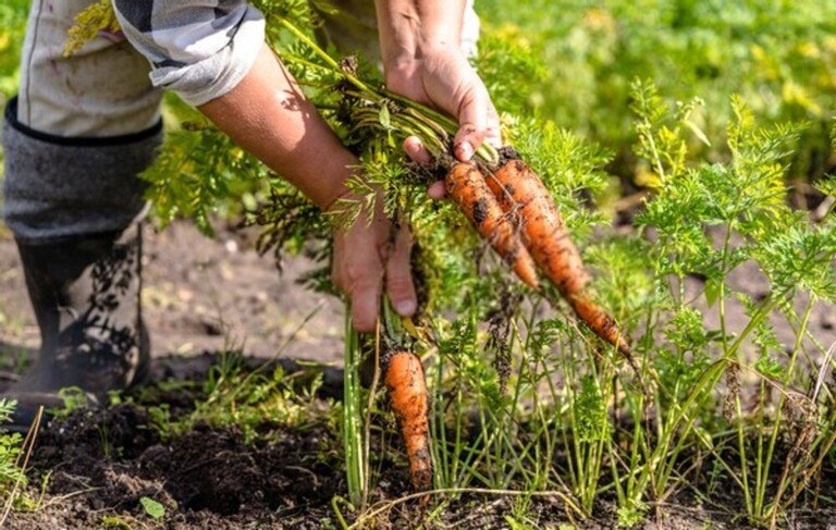 How To Tell When Fruits And Vegetables Are Ready For Harvest? How To Tell When Fruits And Vegetables Are Ready For Harvest?