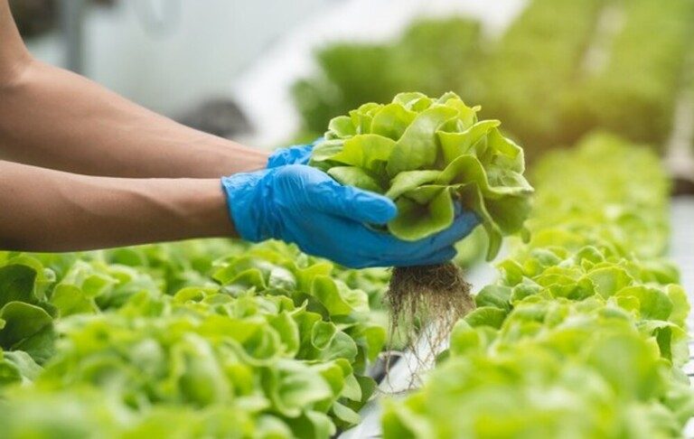 How To Tell When Fruits And Vegetables Are Ready For Harvest? How To Tell When Fruits And Vegetables Are Ready For Harvest?