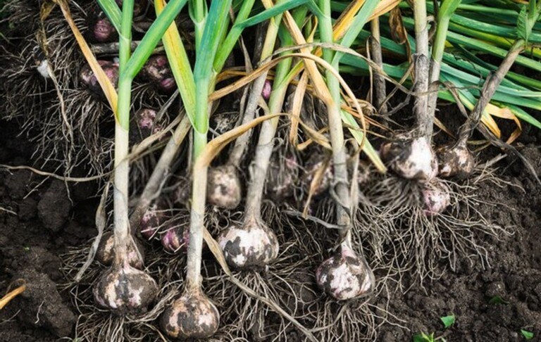 How To Tell When Fruits And Vegetables Are Ready For Harvest? How To Tell When Fruits And Vegetables Are Ready For Harvest?