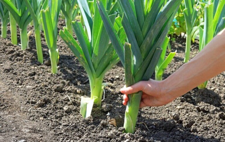How To Tell When Fruits And Vegetables Are Ready For Harvest? How To Tell When Fruits And Vegetables Are Ready For Harvest?