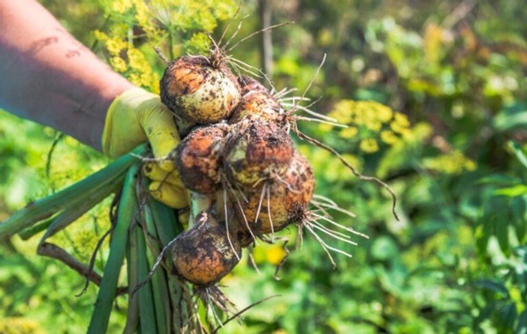 How To Tell When Fruits And Vegetables Are Ready For Harvest? How To Tell When Fruits And Vegetables Are Ready For Harvest?