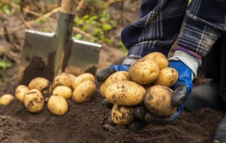 How To Tell When Fruits And Vegetables Are Ready For Harvest? How To Tell When Fruits And Vegetables Are Ready For Harvest?