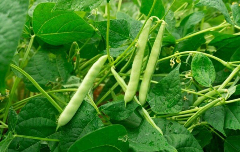 How To Tell When Fruits And Vegetables Are Ready For Harvest? How To Tell When Fruits And Vegetables Are Ready For Harvest?