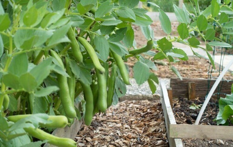 How To Tell When Fruits And Vegetables Are Ready For Harvest? How To Tell When Fruits And Vegetables Are Ready For Harvest?