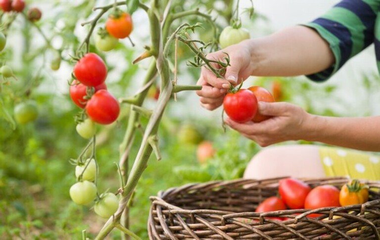 How To Tell When Fruits And Vegetables Are Ready For Harvest? How To Tell When Fruits And Vegetables Are Ready For Harvest?