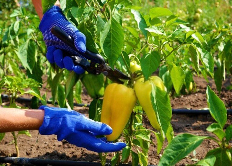 How To Tell When Fruits And Vegetables Are Ready For Harvest? How To Tell When Fruits And Vegetables Are Ready For Harvest?