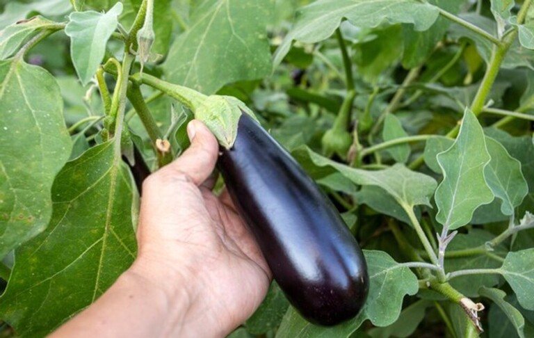 How To Tell When Fruits And Vegetables Are Ready For Harvest? How To Tell When Fruits And Vegetables Are Ready For Harvest?