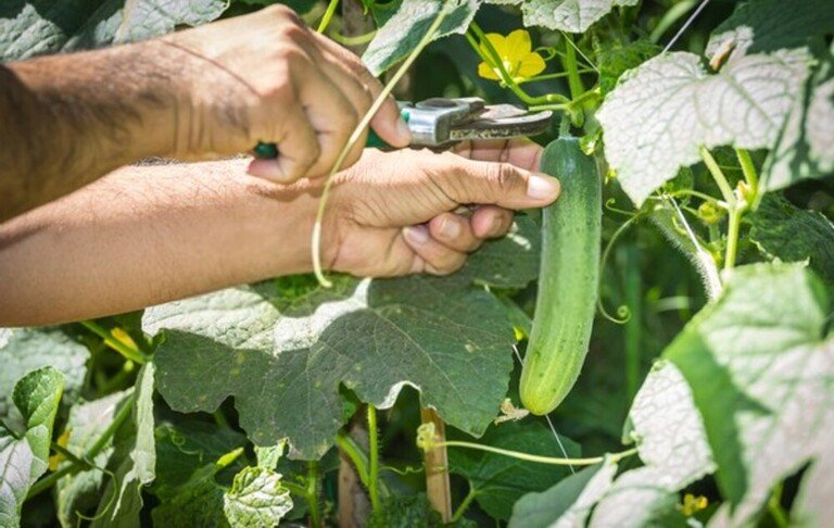 How To Tell When Fruits And Vegetables Are Ready For Harvest? How To Tell When Fruits And Vegetables Are Ready For Harvest?