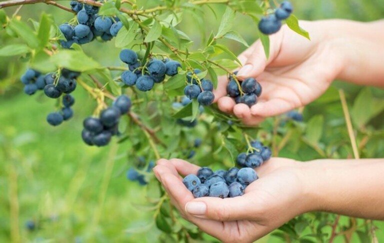 How To Tell When Fruits And Vegetables Are Ready For Harvest? How To Tell When Fruits And Vegetables Are Ready For Harvest?