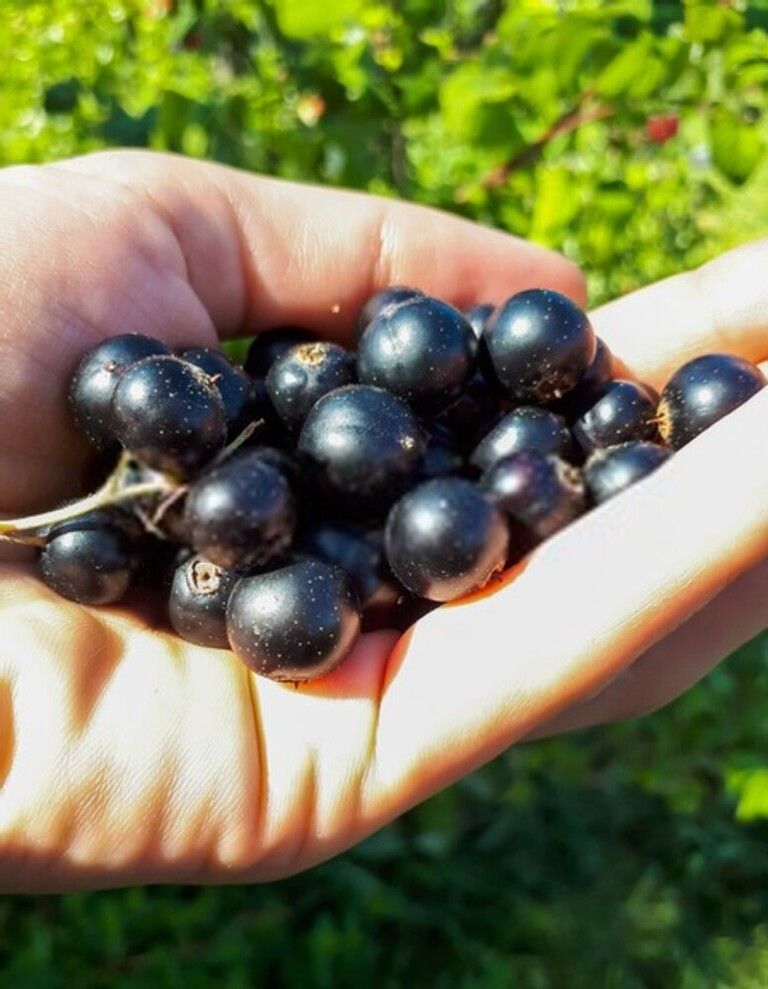 How To Tell When Fruits And Vegetables Are Ready For Harvest? How To Tell When Fruits And Vegetables Are Ready For Harvest?