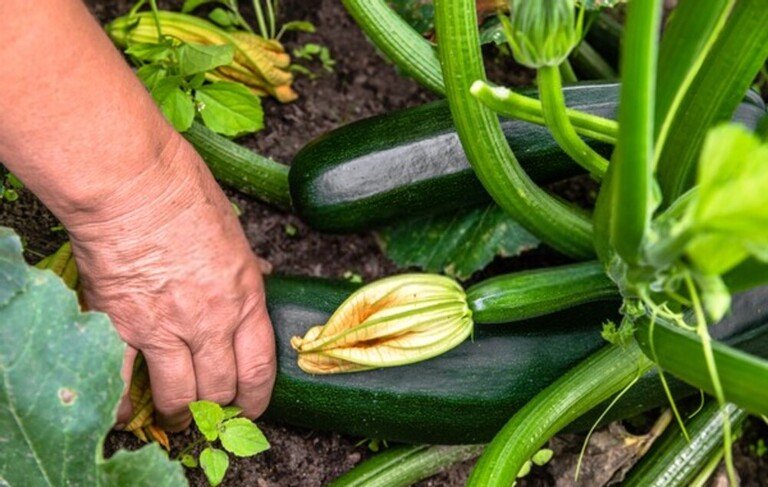 How To Tell When Fruits And Vegetables Are Ready For Harvest? How To Tell When Fruits And Vegetables Are Ready For Harvest?