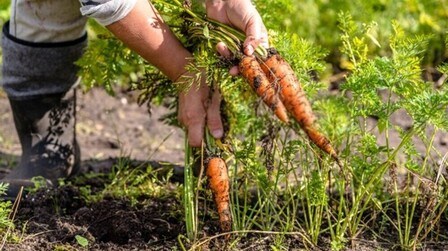 How To Tell When Fruits And Vegetables Are Ready For Harvest?