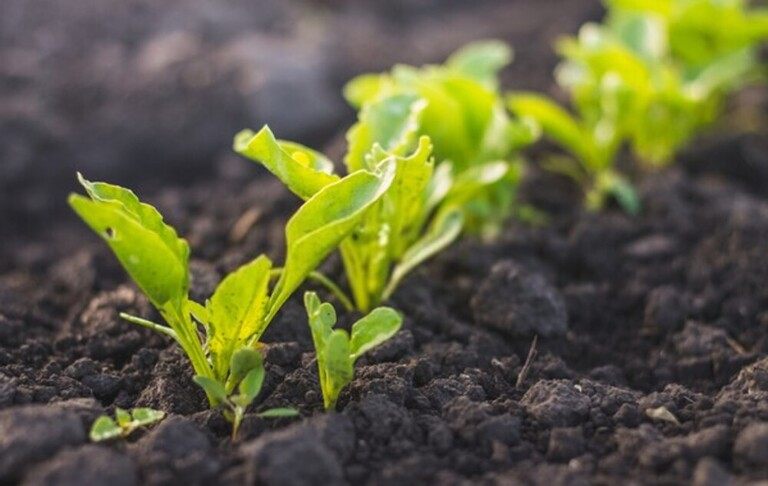 Top Early-Spring Garden Chores To Tackle Top Early-Spring Garden Chores To Tackle