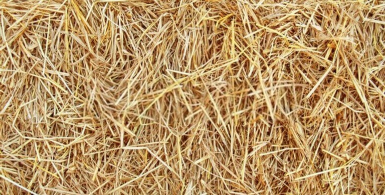 How To Fix A Muddy Backyard Dog Trail? How To Fix A Muddy Backyard Dog Trail?
