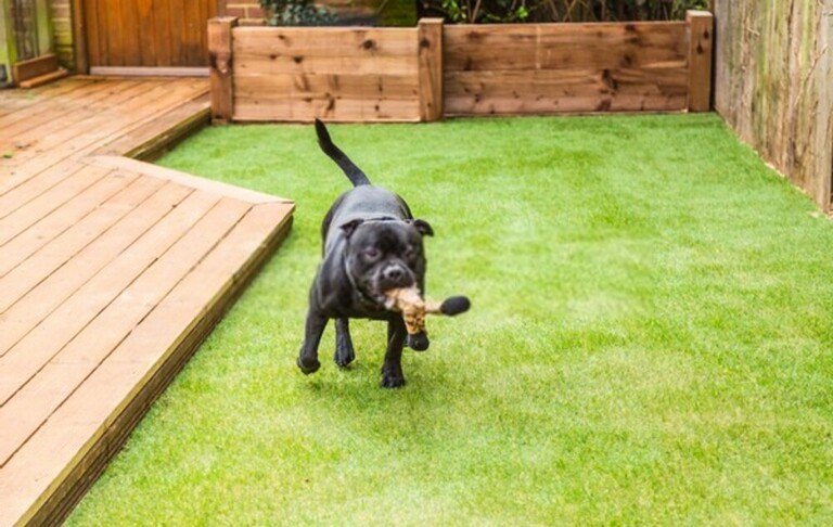 How To Fix A Muddy Backyard Dog Trail? How To Fix A Muddy Backyard Dog Trail?