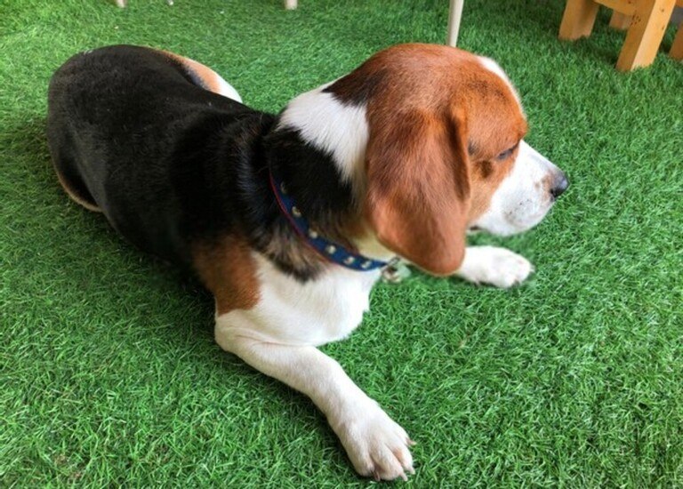 How To Fix A Muddy Backyard Dog Trail? How To Fix A Muddy Backyard Dog Trail?