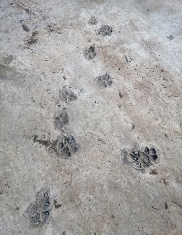 How To Fix A Muddy Backyard Dog Trail? How To Fix A Muddy Backyard Dog Trail?