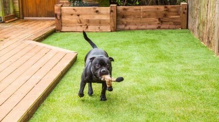 How To Fix A Muddy Backyard Dog Trail?