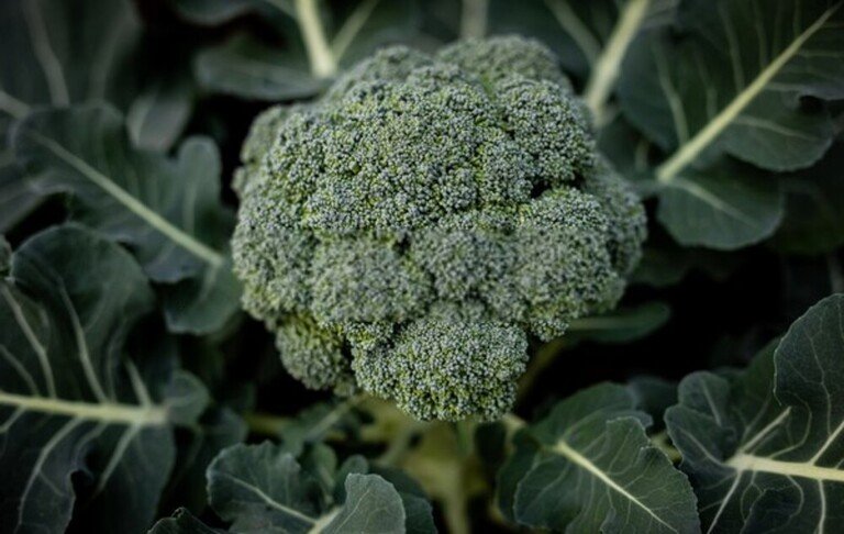 Best Frost Hardy Vegetables To Plant Best Frost Hardy Vegetables To Plant
