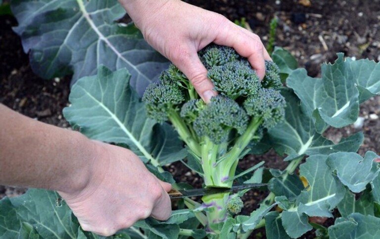 Best Frost Hardy Vegetables To Plant Best Frost Hardy Vegetables To Plant