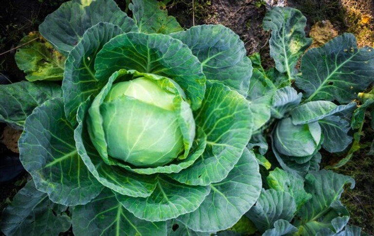 Best Frost Hardy Vegetables To Plant Best Frost Hardy Vegetables To Plant