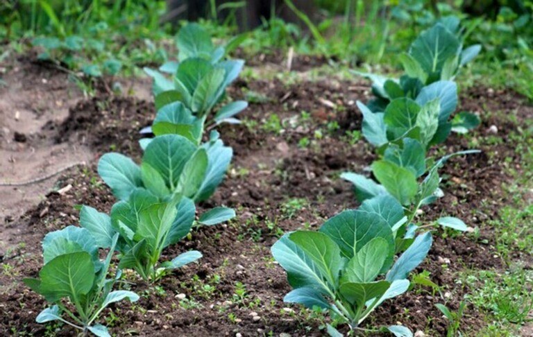 Best Frost Hardy Vegetables To Plant Best Frost Hardy Vegetables To Plant