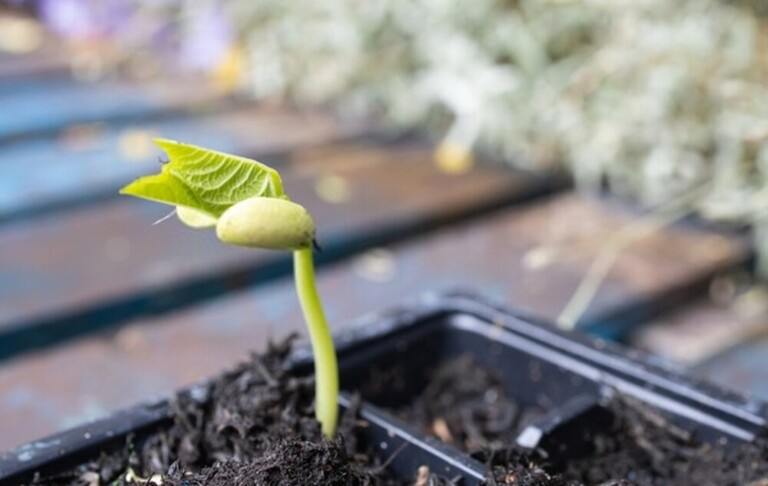 Best Frost Hardy Vegetables To Plant Best Frost Hardy Vegetables To Plant