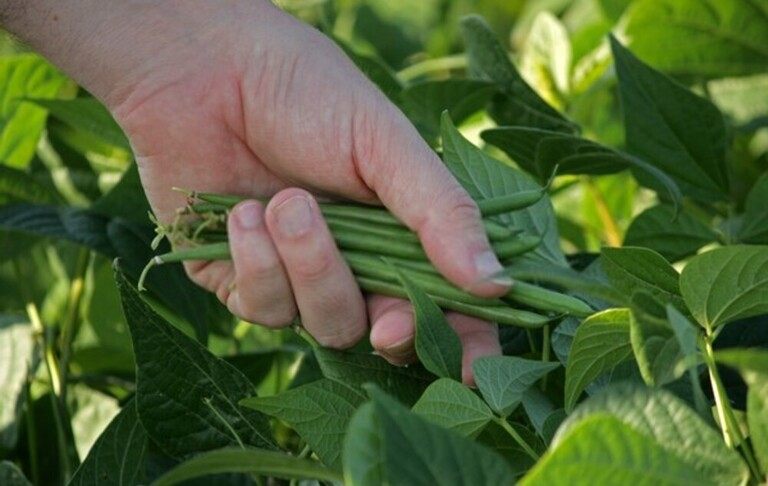 Best Frost Hardy Vegetables To Plant Best Frost Hardy Vegetables To Plant