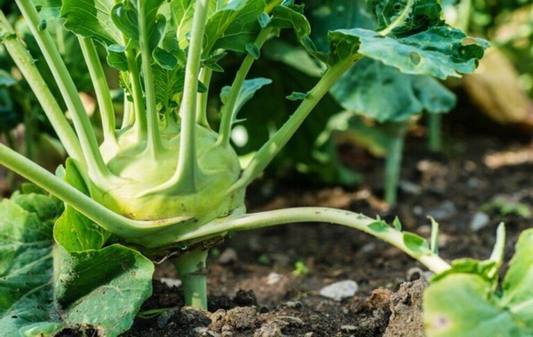 Best Frost Hardy Vegetables To Plant Best Frost Hardy Vegetables To Plant