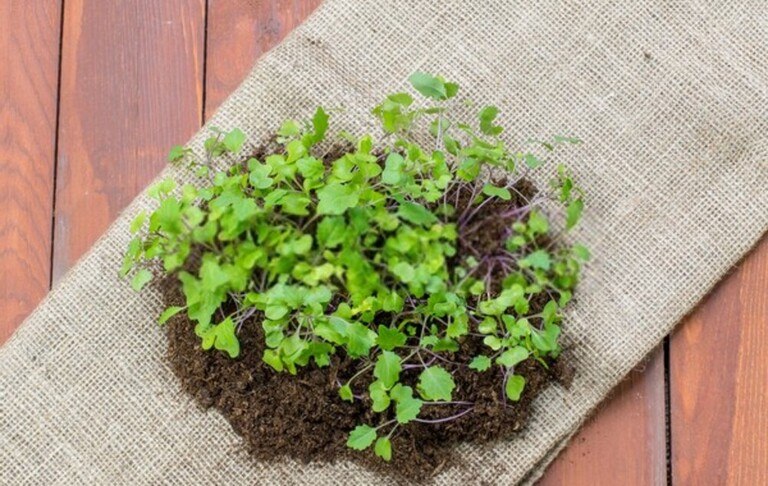 Best Frost Hardy Vegetables To Plant Best Frost Hardy Vegetables To Plant