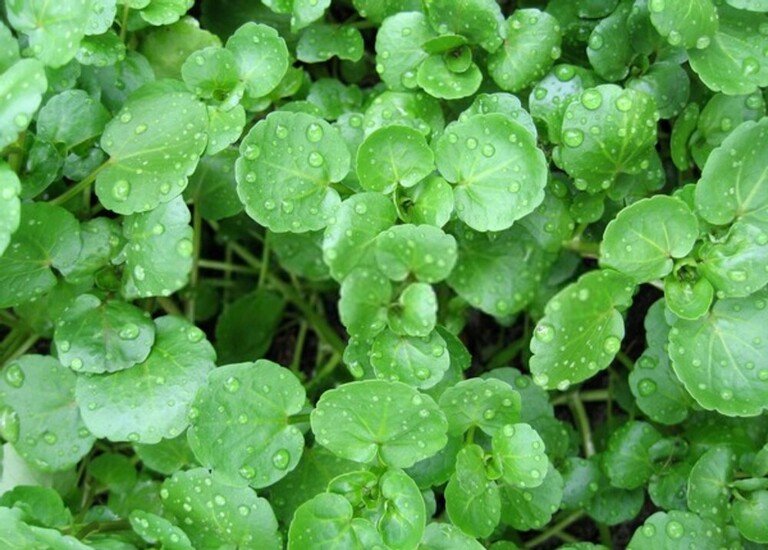 Best Frost Hardy Vegetables To Plant Best Frost Hardy Vegetables To Plant