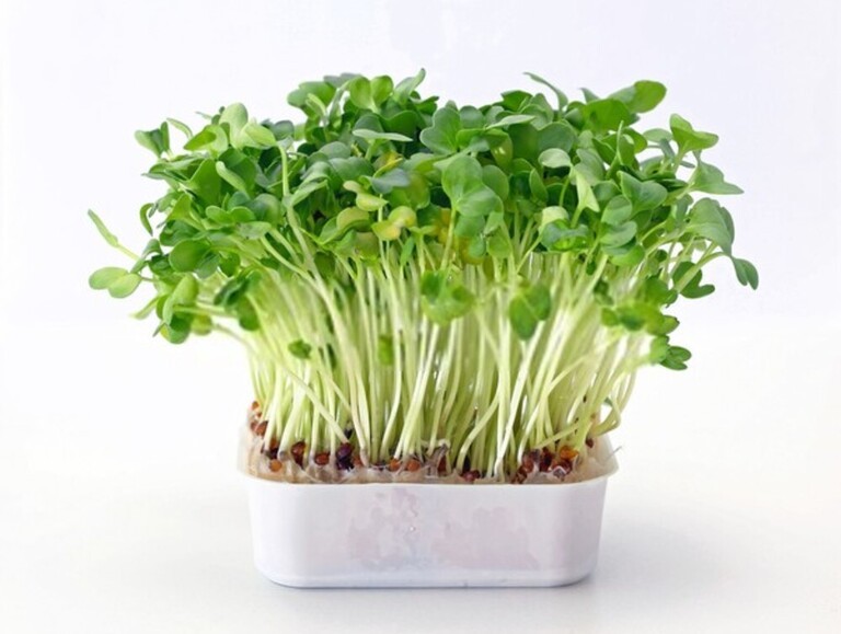 Best Frost Hardy Vegetables To Plant Best Frost Hardy Vegetables To Plant