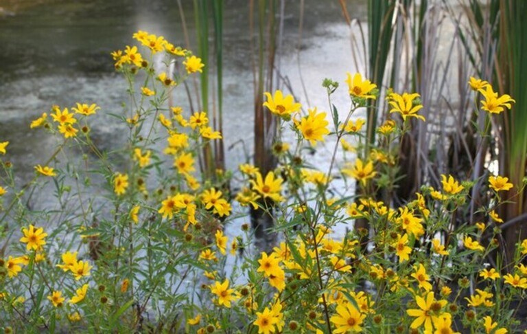 My Yard Is Always Wet And Muddy - How To Dry Up A Wet Yard? My Yard Is Always Wet And Muddy - How To Dry Up A Wet Yard?