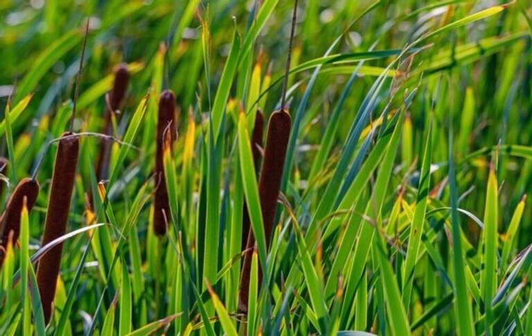 My Yard Is Always Wet And Muddy - How To Dry Up A Wet Yard? My Yard Is Always Wet And Muddy - How To Dry Up A Wet Yard?