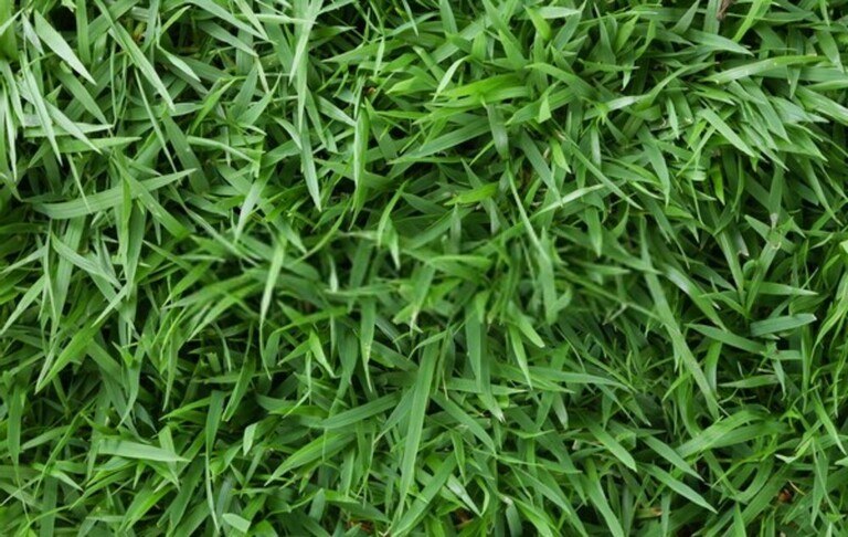 What Are The Different Types Of Grasses That Grow Best In Your Region? What Are The Different Types Of Grasses That Grow Best In Your Region?