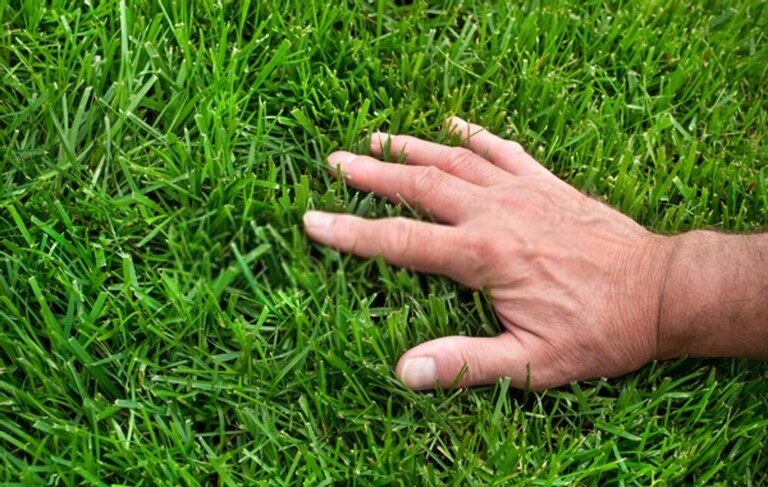 What Are The Different Types Of Grasses That Grow Best In Your Region?