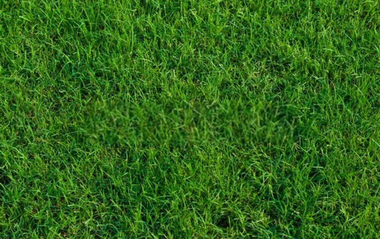 What Are The Different Types Of Grasses That Grow Best In Your Region?