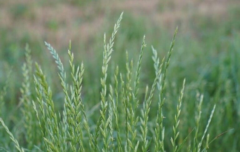 What Are The Different Types Of Grasses That Grow Best In Your Region?