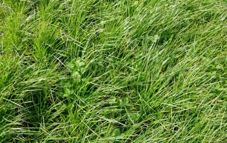 What Are The Different Types Of Grasses That Grow Best In Your Region?