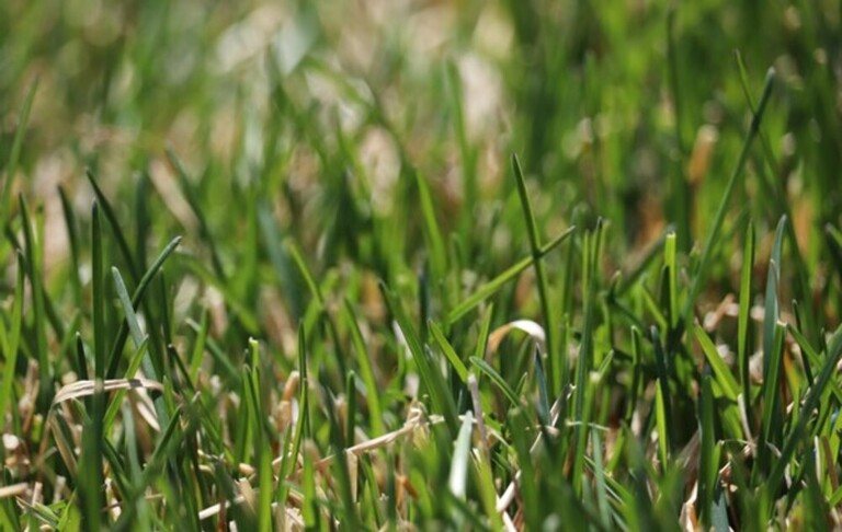 What Are The Different Types Of Grasses That Grow Best In Your Region?