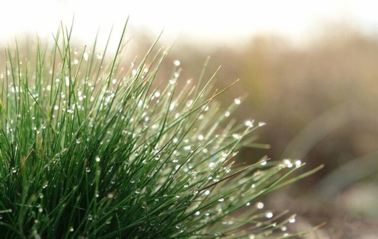 What Are The Different Types Of Grasses That Grow Best In Your Region?