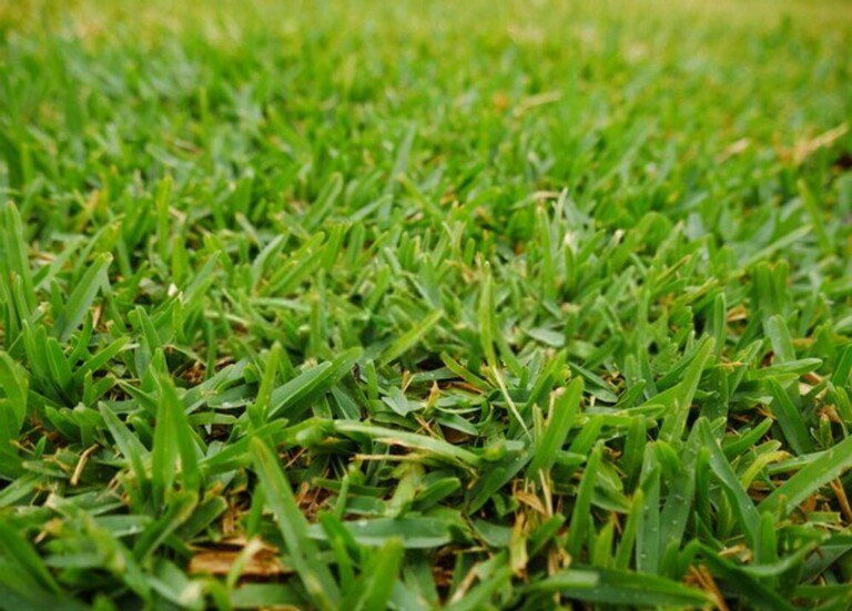 What Are The Different Types Of Grasses That Grow Best In Your Region?