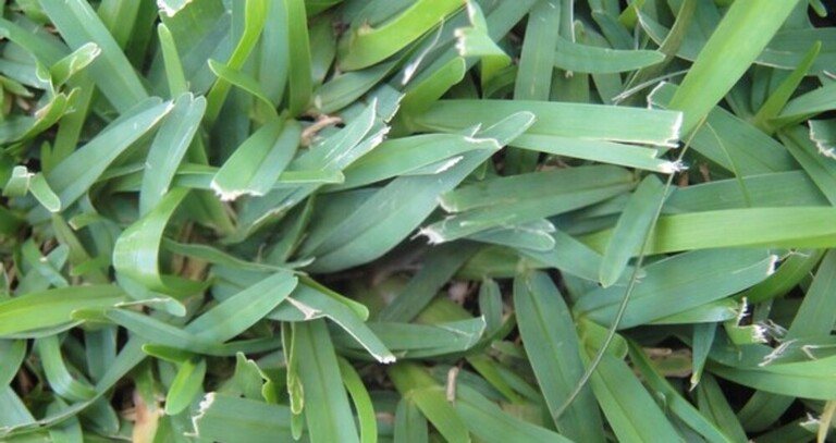 What Are The Different Types Of Grasses That Grow Best In Your Region?